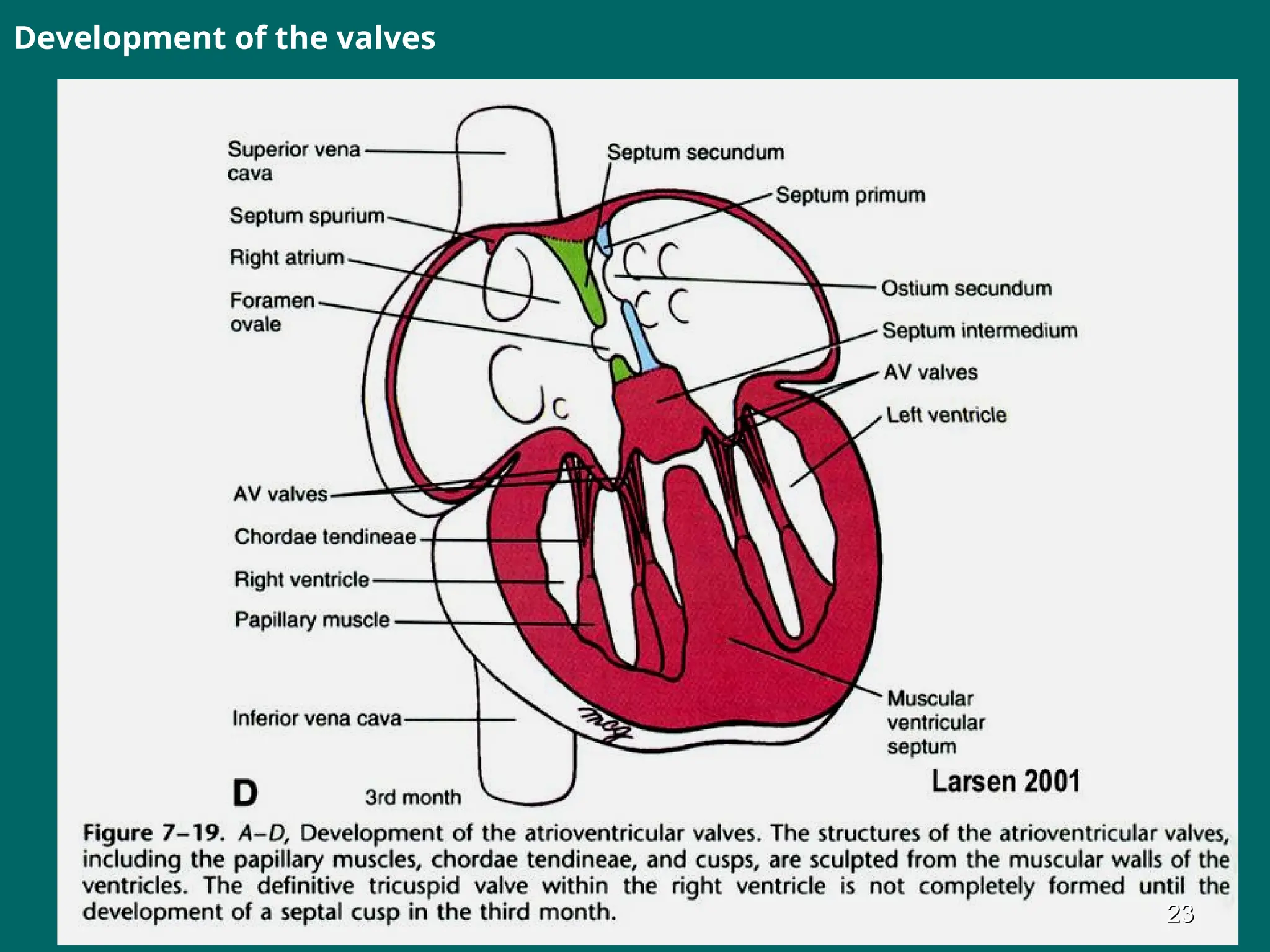 Development of the valves
23
23
 