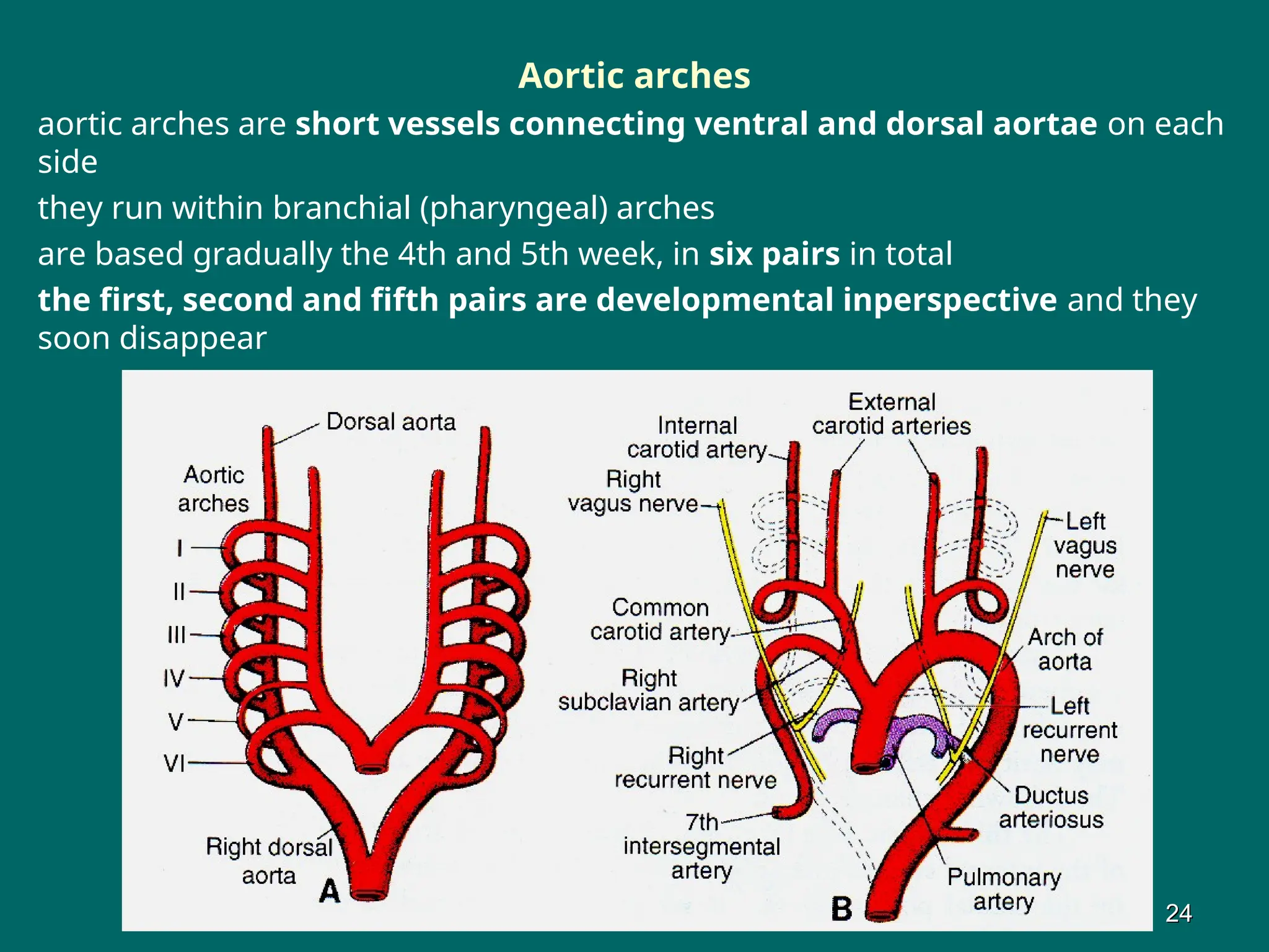 Aortic arches
aortic arches are short vessels connecting ventral and dorsal aortae on each
side
they run within branchial (pharyngeal) arches
are based gradually the 4th and 5th week, in six pairs in total
the first, second and fifth pairs are developmental inperspective and they
soon disappear
24
24
 