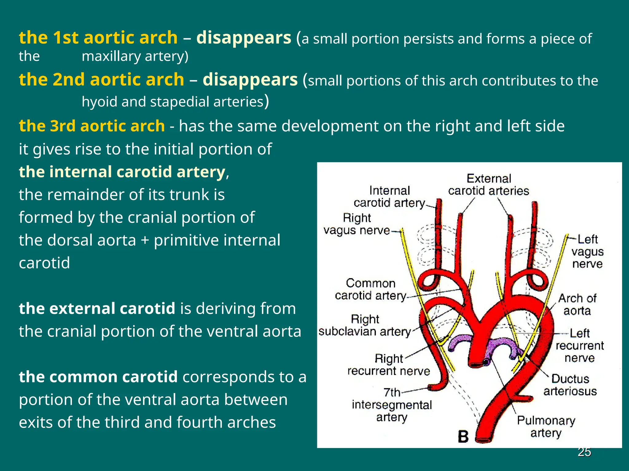 the 1st aortic arch – disappears (a small portion persists and forms a piece of
the maxillary artery)
the 2nd aortic arch – disappears (small portions of this arch contributes to the
hyoid and stapedial arteries)
the 3rd aortic arch - has the same development on the right and left side
it gives rise to the initial portion of
the internal carotid artery,
the remainder of its trunk is
formed by the cranial portion of
the dorsal aorta + primitive internal
carotid
the external carotid is deriving from
the cranial portion of the ventral aorta
the common carotid corresponds to a
portion of the ventral aorta between
exits of the third and fourth arches
25
25
 
