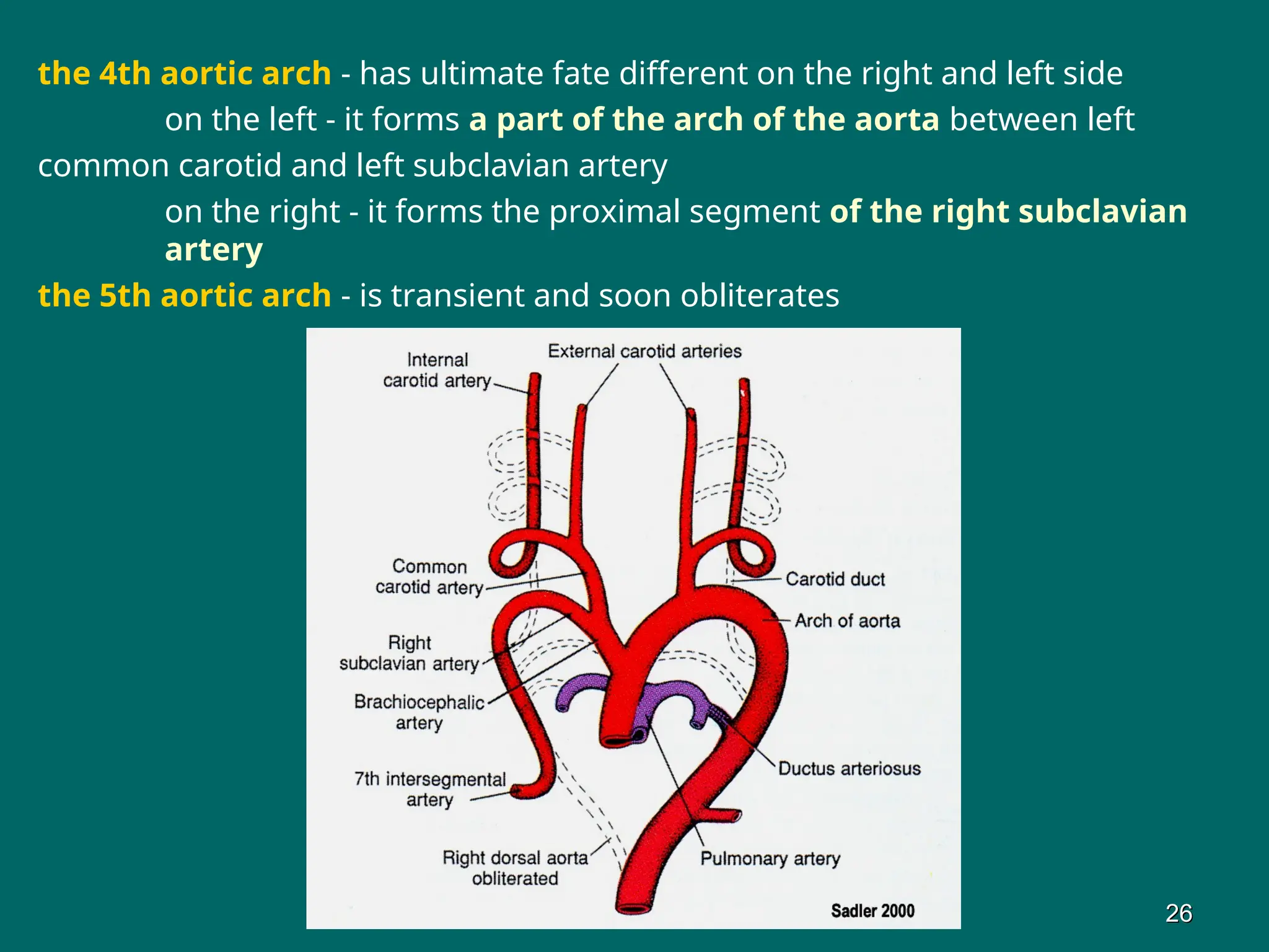 the 4th aortic arch - has ultimate fate different on the right and left side
on the left - it forms a part of the arch of the aorta between left
common carotid and left subclavian artery
on the right - it forms the proximal segment of the right subclavian
artery
the 5th aortic arch - is transient and soon obliterates
26
26
 