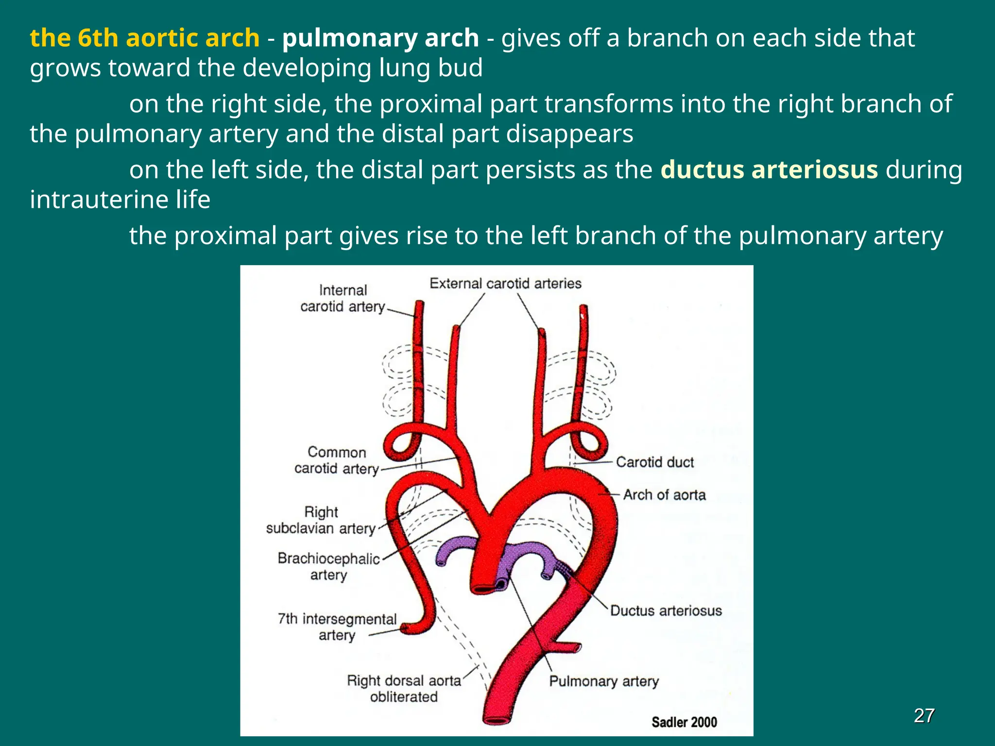 the 6th aortic arch - pulmonary arch - gives off a branch on each side that
grows toward the developing lung bud
on the right side, the proximal part transforms into the right branch of
the pulmonary artery and the distal part disappears
on the left side, the distal part persists as the ductus arteriosus during
intrauterine life
the proximal part gives rise to the left branch of the pulmonary artery
27
27
 