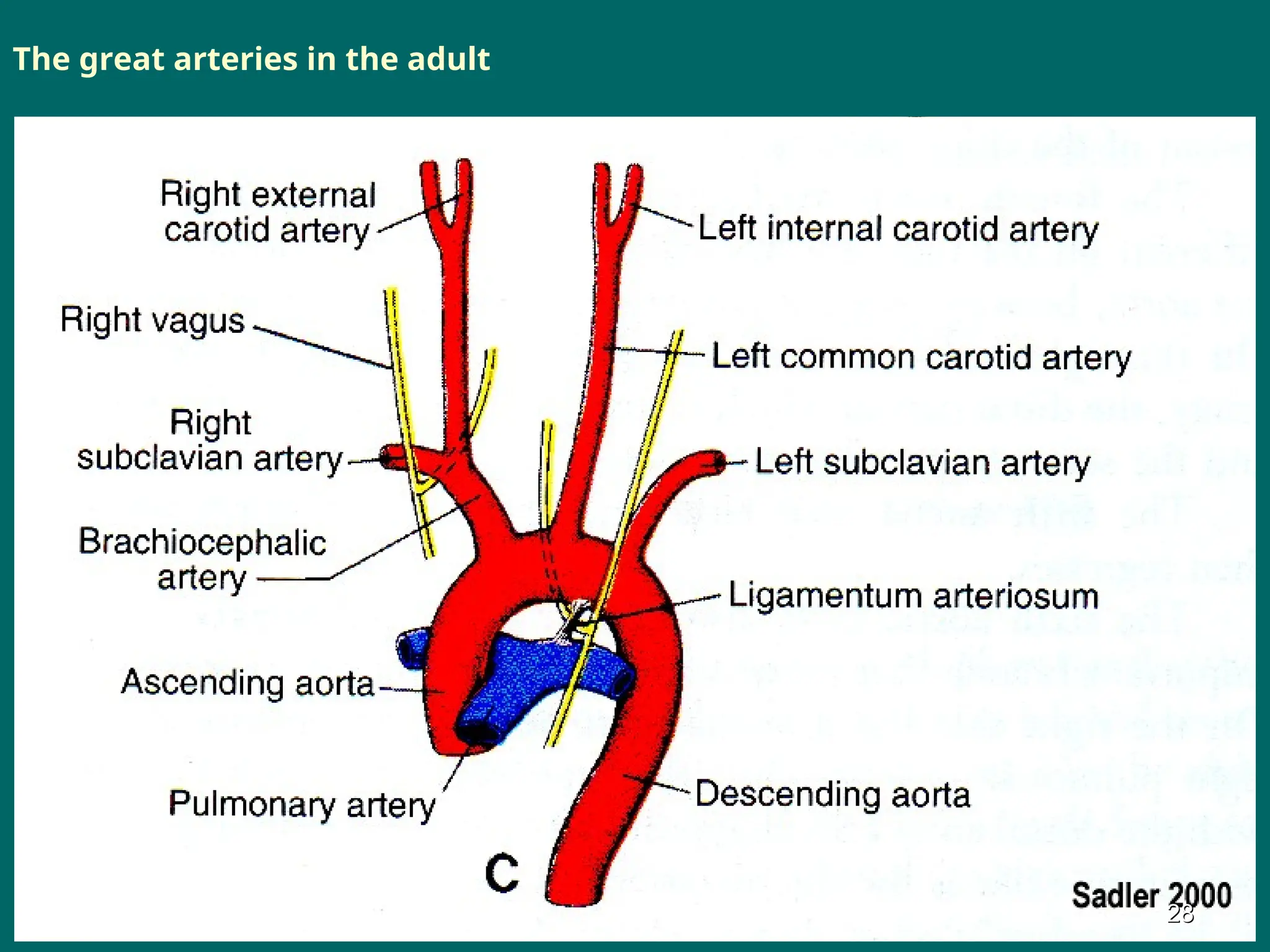 The great arteries in the adult
28
28
 
