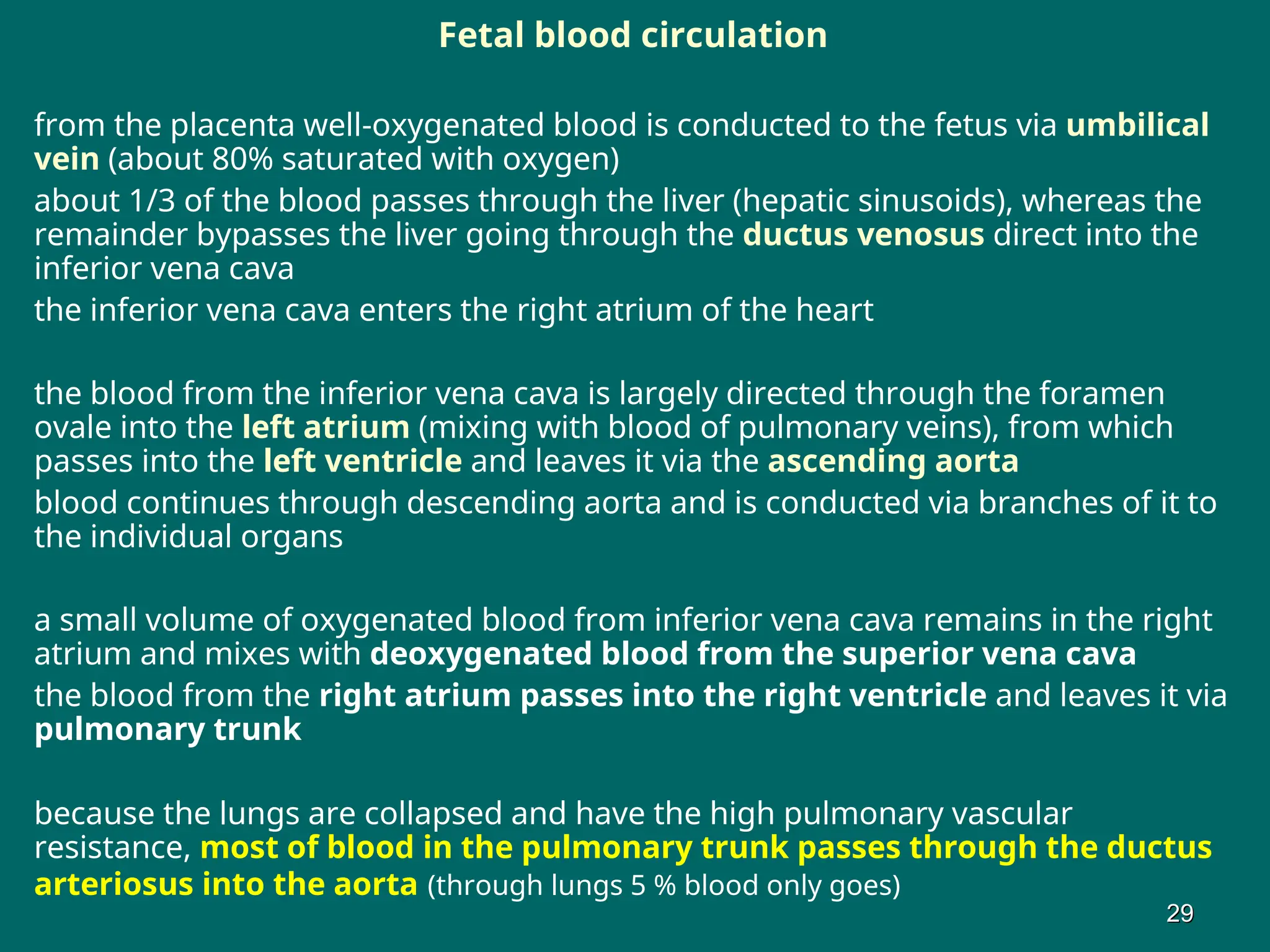 Fetal blood circulation
from the placenta well-oxygenated blood is conducted to the fetus via umbilical
vein (about 80% saturated with oxygen)
about 1/3 of the blood passes through the liver (hepatic sinusoids), whereas the
remainder bypasses the liver going through the ductus venosus direct into the
inferior vena cava
the inferior vena cava enters the right atrium of the heart
the blood from the inferior vena cava is largely directed through the foramen
ovale into the left atrium (mixing with blood of pulmonary veins), from which
passes into the left ventricle and leaves it via the ascending aorta
blood continues through descending aorta and is conducted via branches of it to
the individual organs
a small volume of oxygenated blood from inferior vena cava remains in the right
atrium and mixes with deoxygenated blood from the superior vena cava
the blood from the right atrium passes into the right ventricle and leaves it via
pulmonary trunk
because the lungs are collapsed and have the high pulmonary vascular
resistance, most of blood in the pulmonary trunk passes through the ductus
arteriosus into the aorta (through lungs 5 % blood only goes)
29
29
 