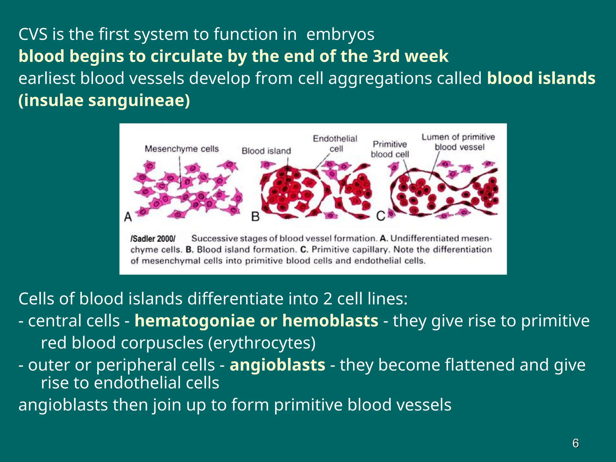 CVS is the first system to function in embryos
blood begins to circulate by the end of the 3rd week
earliest blood vessels develop from cell aggregations called blood islands
(insulae sanguineae)
Cells of blood islands differentiate into 2 cell lines:
- central cells - hematogoniae or hemoblasts - they give rise to primitive
red blood corpuscles (erythrocytes)
- outer or peripheral cells - angioblasts - they become flattened and give
rise to endothelial cells
angioblasts then join up to form primitive blood vessels
6
6
 
