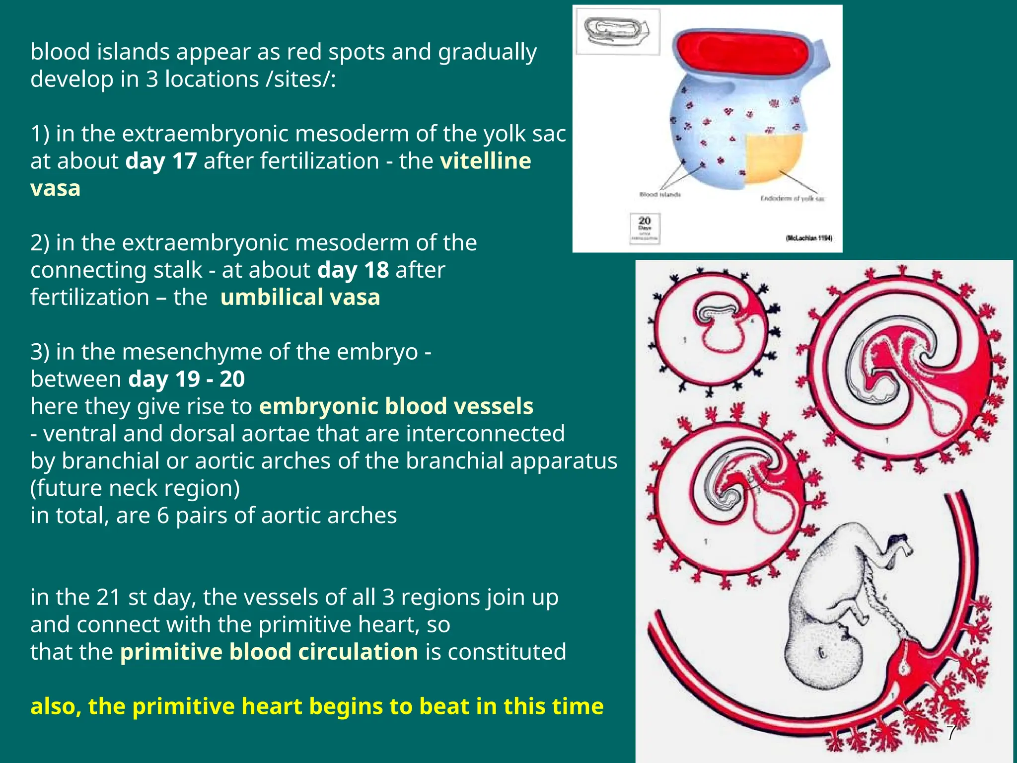 blood islands appear as red spots and gradually
develop in 3 locations /sites/:
1) in the extraembryonic mesoderm of the yolk sac -
at about day 17 after fertilization - the vitelline
vasa
2) in the extraembryonic mesoderm of the
connecting stalk - at about day 18 after
fertilization – the umbilical vasa
3) in the mesenchyme of the embryo -
between day 19 - 20
here they give rise to embryonic blood vessels
- ventral and dorsal aortae that are interconnected
by branchial or aortic arches of the branchial apparatus
(future neck region)
in total, are 6 pairs of aortic arches
in the 21 st day, the vessels of all 3 regions join up
and connect with the primitive heart, so
that the primitive blood circulation is constituted
also, the primitive heart begins to beat in this time
7
7
 