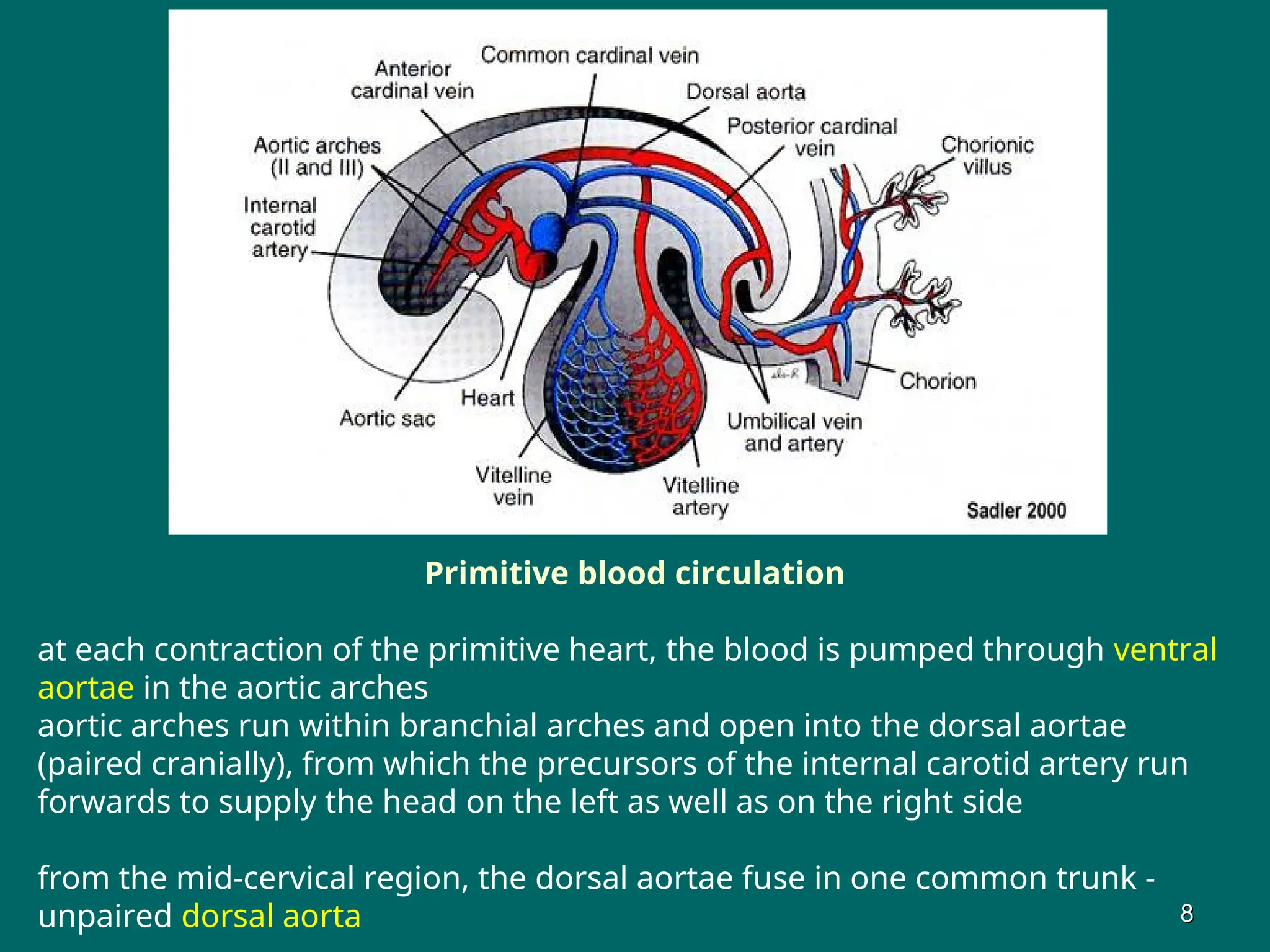 Primitive blood circulation
at each contraction of the primitive heart, the blood is pumped through ventral
aortae in the aortic arches
aortic arches run within branchial arches and open into the dorsal aortae
(paired cranially), from which the precursors of the internal carotid artery run
forwards to supply the head on the left as well as on the right side
from the mid-cervical region, the dorsal aortae fuse in one common trunk -
unpaired dorsal aorta 8
8
 