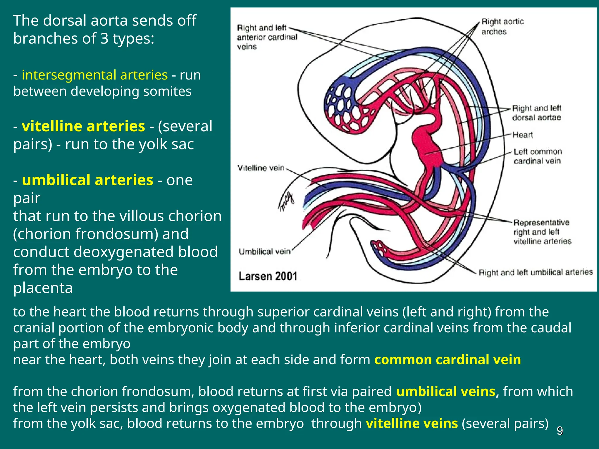 The dorsal aorta sends off
branches of 3 types:
- intersegmental arteries - run
between developing somites
- vitelline arteries - (several
pairs) - run to the yolk sac
- umbilical arteries - one
pair
that run to the villous chorion
(chorion frondosum) and
conduct deoxygenated blood
from the embryo to the
placenta
to the heart the blood returns through superior cardinal veins (left and right) from the
cranial portion of the embryonic body and through inferior cardinal veins from the caudal
part of the embryo
near the heart, both veins they join at each side and form common cardinal vein
from the chorion frondosum, blood returns at first via paired umbilical veins, from which
the left vein persists and brings oxygenated blood to the embryo)
from the yolk sac, blood returns to the embryo through vitelline veins (several pairs)
9
9
 