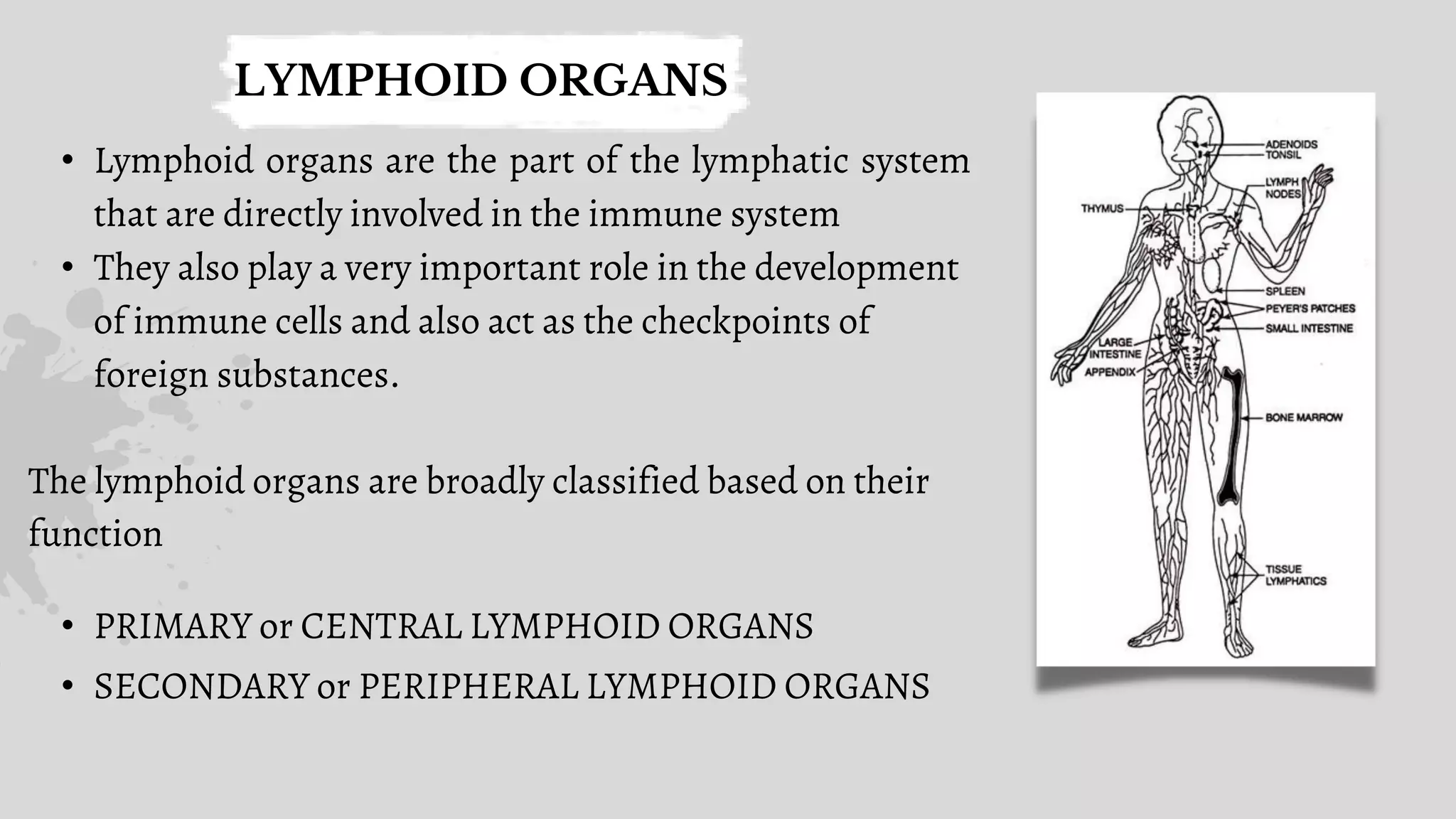 Organs of immune system | PPTX