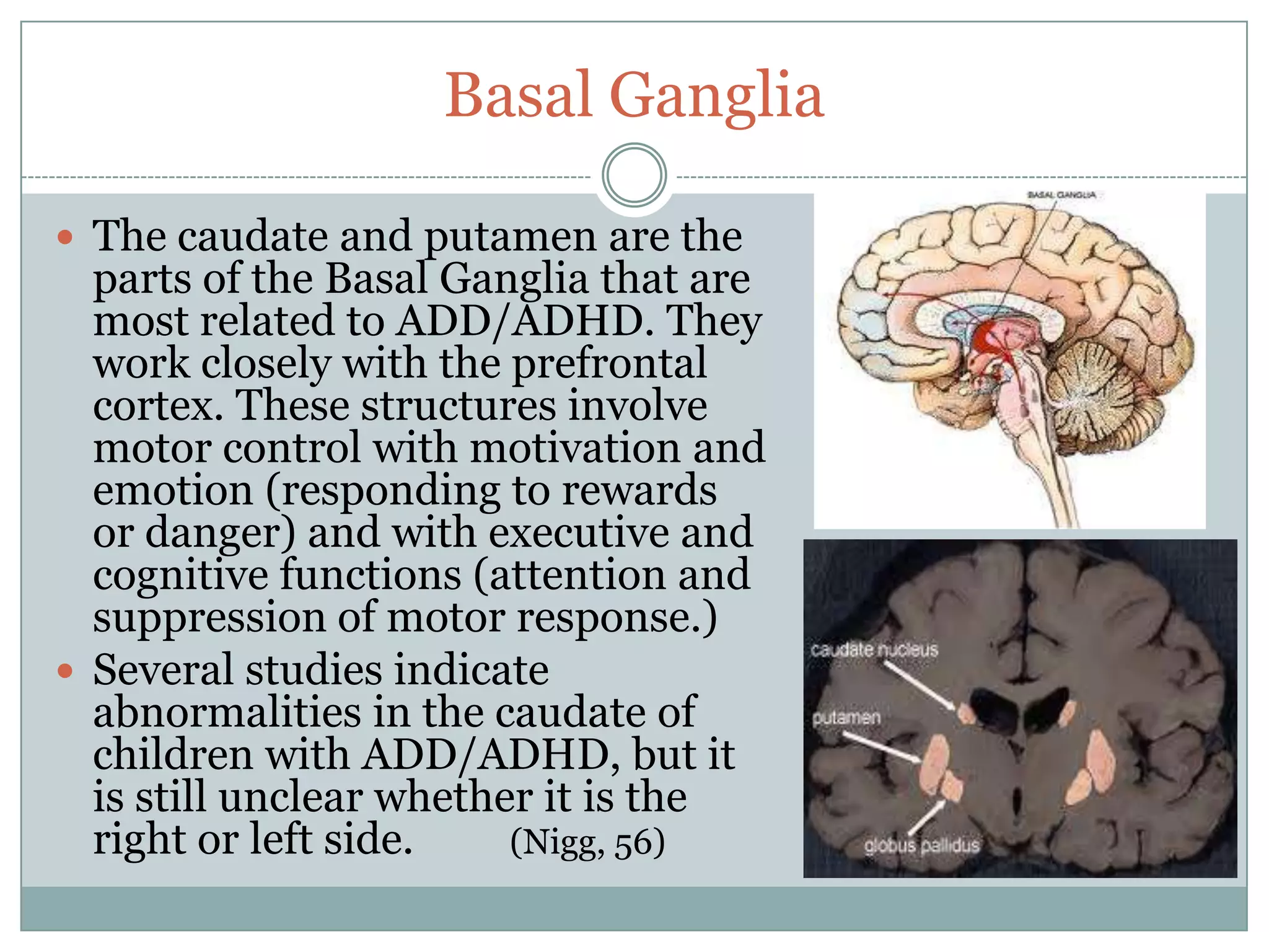 Basal Ganglia

 The caudate and putamen are the
  parts of the Basal Ganglia that are
  most related to ADD/ADHD. They
  work closely with the prefrontal
  cortex. These structures involve
  motor control with motivation and
  emotion (responding to rewards
  or danger) and with executive and
  cognitive functions (attention and
  suppression of motor response.)
 Several studies indicate
  abnormalities in the caudate of
  children with ADD/ADHD, but it
  is still unclear whether it is the
  right or left side.    (Nigg, 56)
 