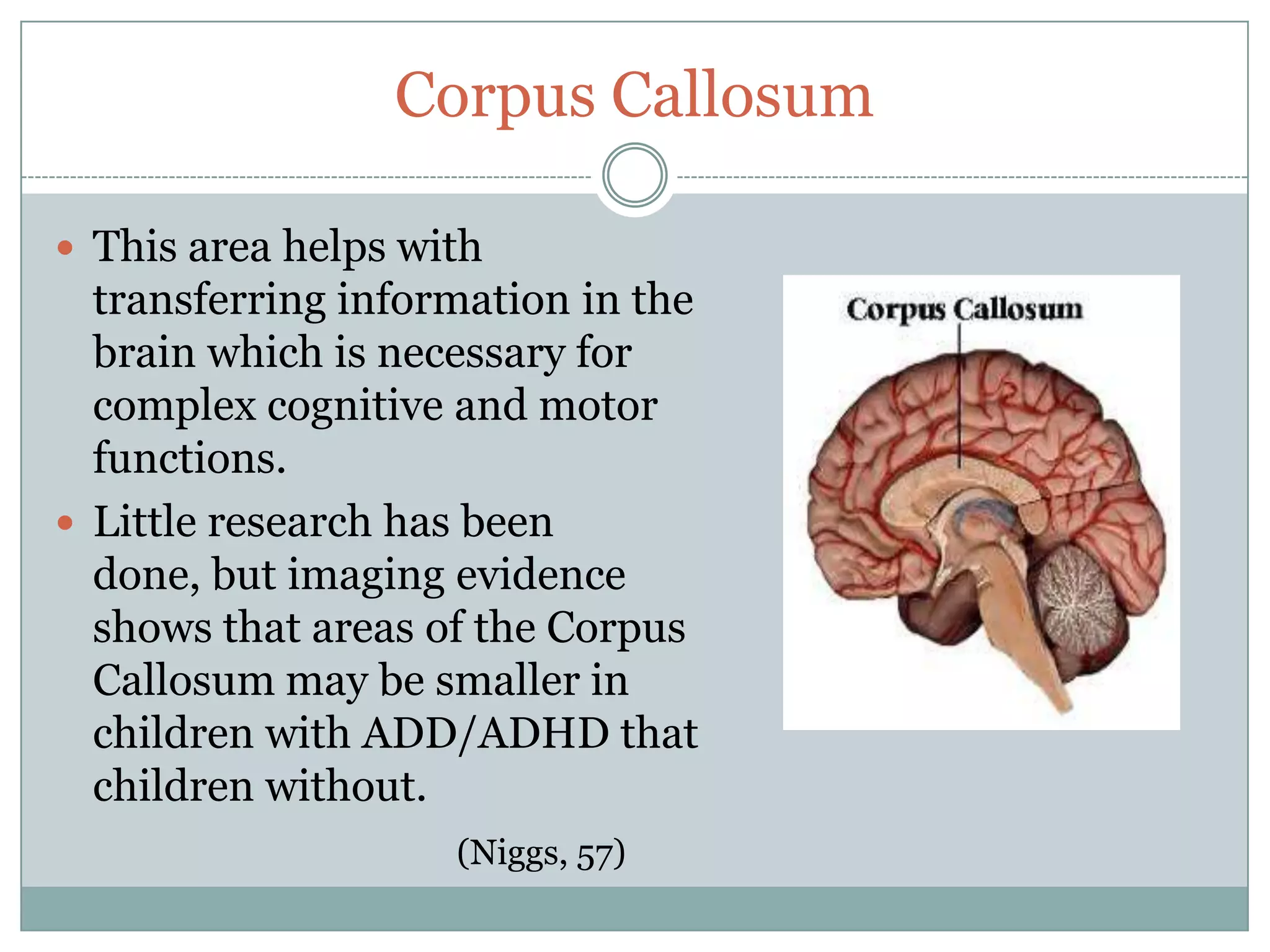 Corpus Callosum

 This area helps with
  transferring information in the
  brain which is necessary for
  complex cognitive and motor
  functions.
 Little research has been
  done, but imaging evidence
  shows that areas of the Corpus
  Callosum may be smaller in
  children with ADD/ADHD that
  children without.
                    (Niggs, 57)
 
