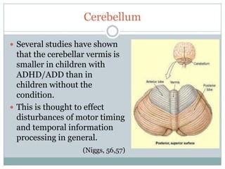 Cerebellum

 Several studies have shown
  that the cerebellar vermis is
  smaller in children with
  ADHD/ADD than in
  children without the
  condition.
 This is thought to effect
  disturbances of motor timing
  and temporal information
  processing in general.
                   (Niggs, 56,57)
 