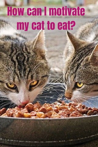 How can I motivate
my cat to eat?
 