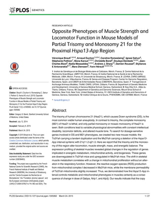 RESEARCH ARTICLE
Opposite Phenotypes of Muscle Strength and
Locomotor Function in Mouse Models of
Partial Trisomy and Monosomy 21 for the
Proximal Hspa13-App Region
Véronique Brault1,2,3,4
, Arnaud Duchon1,2,3,4
, Caroline Romestaing5
, Ignasi Sahun6
,
Stéphanie Pothion7
, Mona Karout1,2,3,4
, Christelle Borel8
, Doulaye Dembele1,2,3,4
, Jean-
Charles Bizot9
, Nadia Messaddeq1,2,3,4
, Andrew J. Sharp10
, Damien Roussel5
, Stylianos
E Antonarakis8,11
, Mara Dierssen6
, Yann Hérault1,2,3,4,12
*
1 Institut de Génétique et de Biologie Moléculaire et Cellulaire, Illkirch, France, 2 Centre National de la
Recherche Scientifique, UMR7104, Illkirch, France, 3 Institut National de la Santé et de la Recherche
Médicale, U964, Illkirch, France, 4 Université de Strasbourg, Illkirch, France, 5 LEHNA, CNRS UMR502,
Université de Lyon, Villeurbanne, France, 6 Genes and Disease Program, Center for Genomic Regulation,
Barcelona, Spain, and CIBER de Enfermedades Raras (CIBERER), Barcelona, Spain, 7 Transgenese et
Archivage Animaux Modèles, TAAM, CNRS, UPS44, Orléans, France, 8 Department of Genetic Medicine
and Development, University of Geneva Medical School, Geneva, Switzerland, 9 Key-Obs S.A., Allée du
Titane, Orléans, France, 10 Department of Genetics and Genomic Sciences, Mount Sinai School of
Medicine, New York, New York, United States of America, 11 iGE3 Institute of Genetics and Genomics of
Geneva, Geneva, Switzerland, 12 Institut Clinique de la Souris, PHENOMIN, GIE CERBM, Illkirch, France
* herault@igbmc.fr
Abstract
The trisomy of human chromosome 21 (Hsa21), which causes Down syndrome (DS), is the
most common viable human aneuploidy. In contrast to trisomy, the complete monosomy
(M21) of Hsa21 is lethal, and only partial monosomy or mosaic monosomy of Hsa21 is
seen. Both conditions lead to variable physiological abnormalities with constant intellectual
disability, locomotor deficits, and altered muscle tone. To search for dosage-sensitive
genes involved in DS and M21 phenotypes, we created two new mouse models: the
Ts3Yah carrying a tandem duplication and the Ms3Yah carrying a deletion of the Hspa13-
App interval syntenic with 21q11.2-q21.3. Here we report that the trisomy and the monoso-
my of this region alter locomotion, muscle strength, mass, and energetic balance. The
expression profiling of skeletal muscles revealed global changes in the regulation of genes
implicated in energetic metabolism, mitochondrial activity, and biogenesis. These genes
are downregulated in Ts3Yah mice and upregulated in Ms3Yah mice. The shift in skeletal
muscle metabolism correlates with a change in mitochondrial proliferation without an alter-
ation in the respiratory function. However, the reactive oxygen species (ROS) production
from mitochondrial complex I decreased in Ms3Yah mice, while the membrane permeability
of Ts3Yah mitochondria slightly increased. Thus, we demonstrated how the Hspa13-App in-
terval controls metabolic and mitochondrial phenotypes in muscles certainly as a conse-
quence of change in dose of Gabpa, Nrip1, and Atp5j. Our results indicate that the copy
PLOS Genetics | DOI:10.1371/journal.pgen.1005062 March 24, 2015 1 / 27
a11111
OPEN ACCESS
Citation: Brault V, Duchon A, Romestaing C, Sahun
I, Pothion S, Karout M, et al. (2015) Opposite
Phenotypes of Muscle Strength and Locomotor
Function in Mouse Models of Partial Trisomy and
Monosomy 21 for the Proximal Hspa13-App Region.
PLoS Genet 11(3): e1005062. doi:10.1371/journal.
pgen.1005062
Editor: Gregory S. Barsh, Stanford University School
of Medicine, United States
Received: July 12, 2014
Accepted: February 9, 2015
Published: March 24, 2015
Copyright: © 2015 Brault et al. This is an open
access article distributed under the terms of the
Creative Commons Attribution License, which permits
unrestricted use, distribution, and reproduction in any
medium, provided the original author and source are
credited.
Data Availability Statement: Data from the
expression study are under the GEO accession
number (GSE58463).
Funding: The project was supported by the French
National Centre for Scientific Research (CNRS), the
French National Institute of Health and Medical
Research (INSERM), the University of Strasbourg
and the “Centre Europeen de Recherche en
Biomedecine”, the “Fondation Jerome Lejeune”, and
the European commission (AnEUploidy project
LSHG-CT-2006-037627 to YH, MD and SEA). The
 