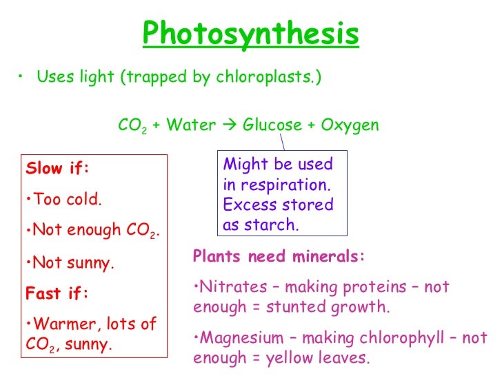 Additional Biology Revision Guide