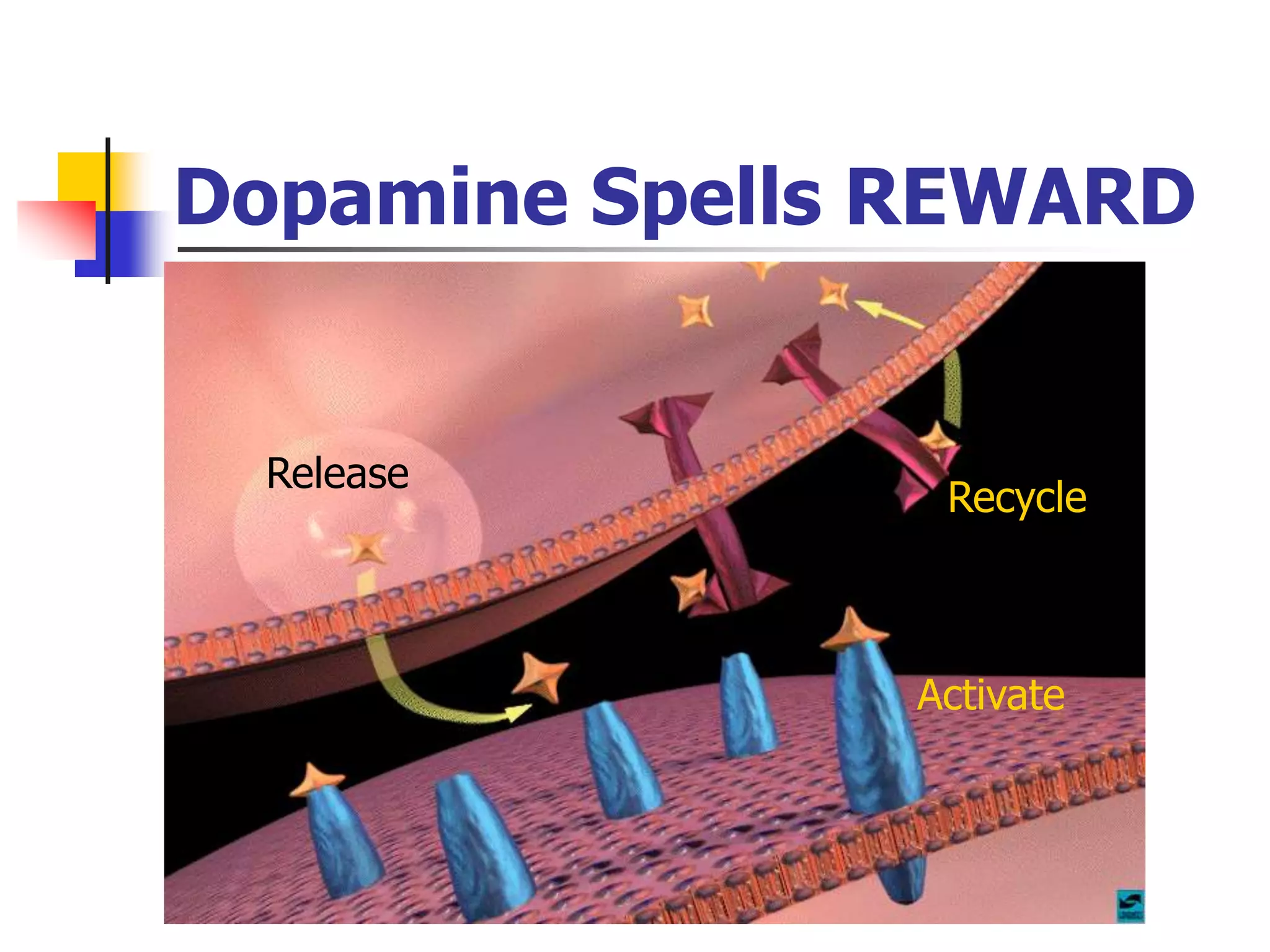 Dopamine Spells REWARD
Release
Activate
Recycle
 