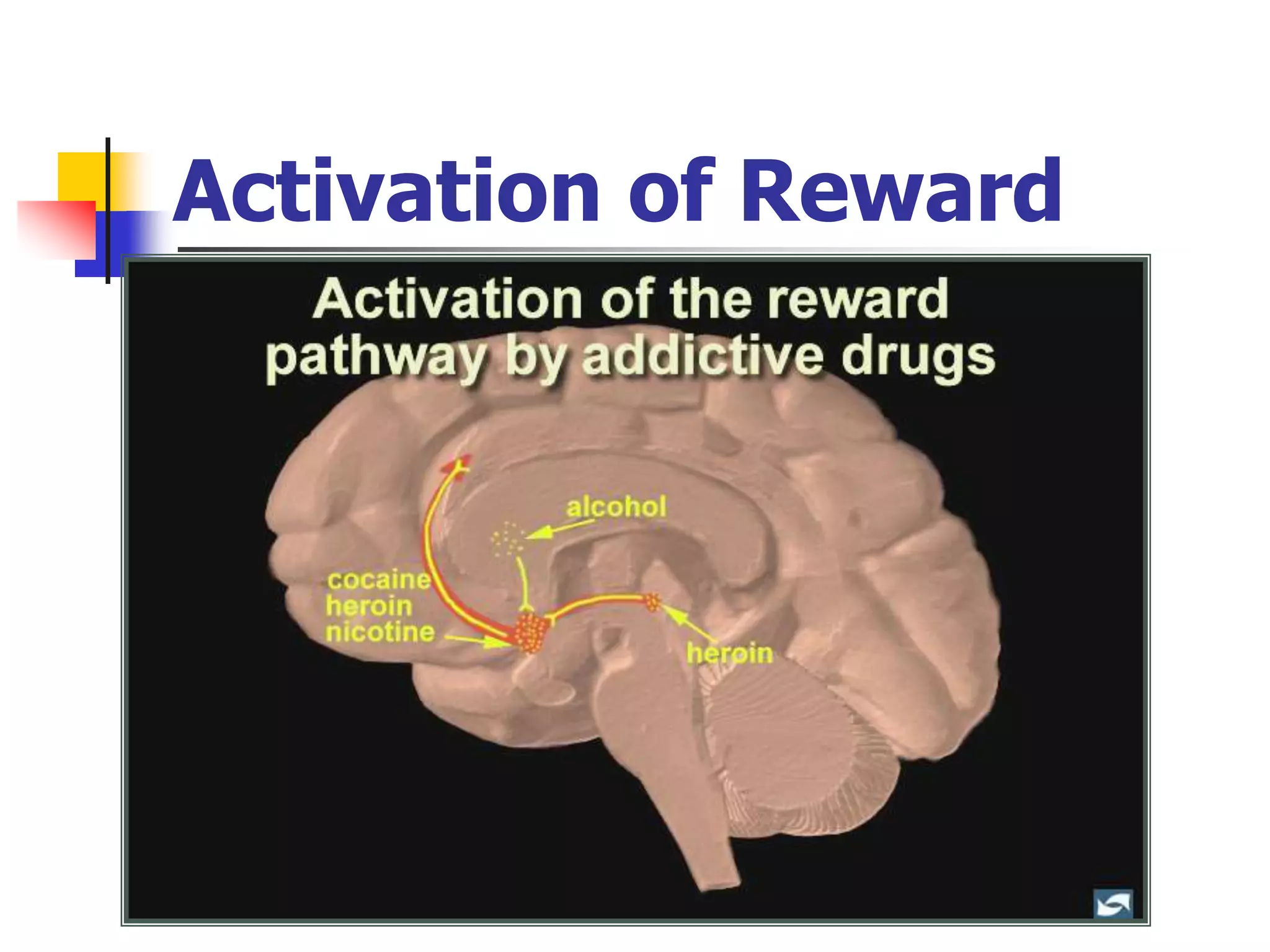 Activation of Reward
 