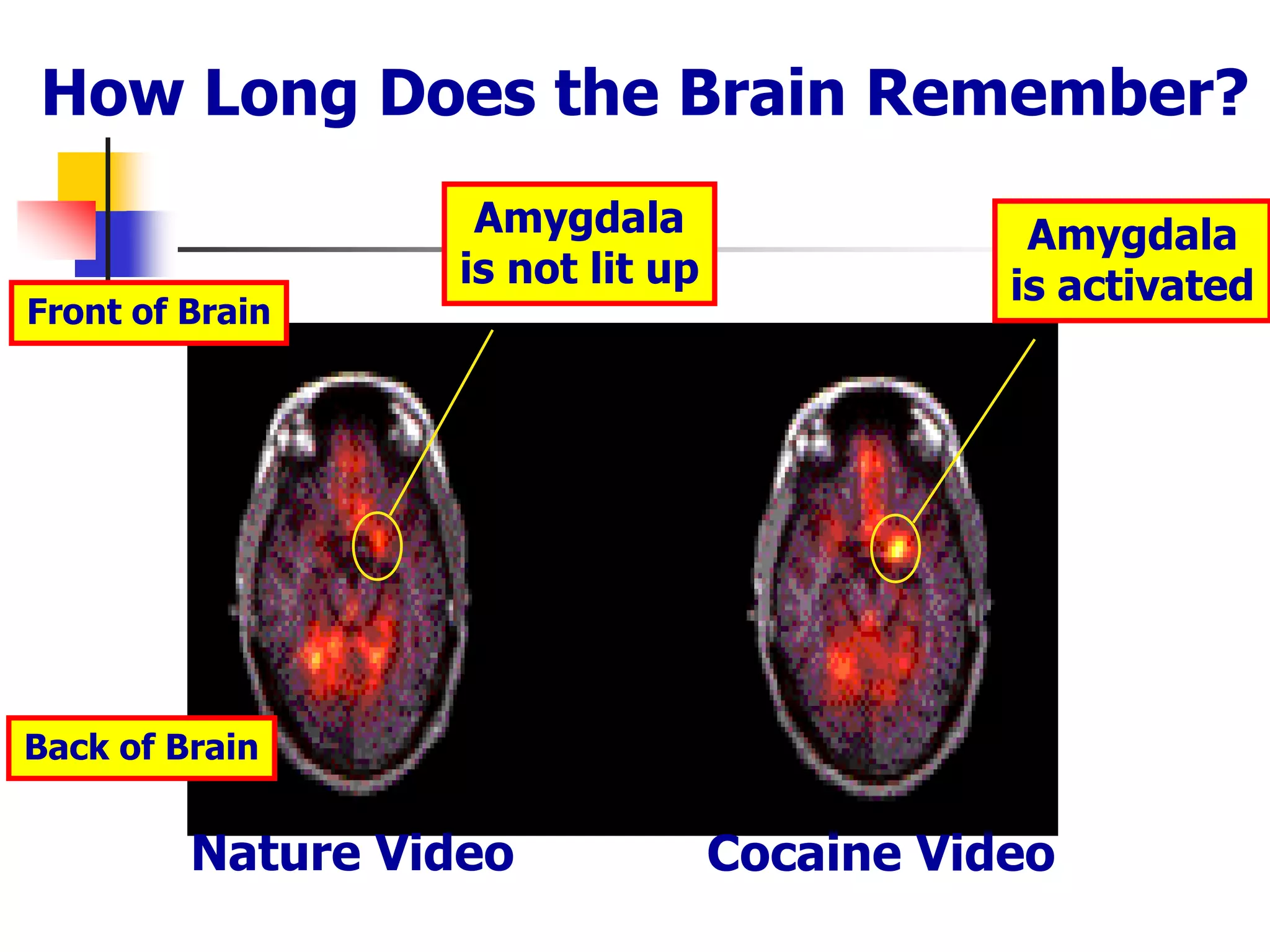 Nature Video Cocaine Video
Front of Brain
Back of Brain
Amygdala
is not lit up
Amygdala
is activated
How Long Does the Brain Remember?
 
