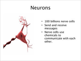 Neurons

   • 100 billions nerve cells
   • Send and receive
     messages
   • Nerve cells use
     chemicals to
     communicate with each
     other.
 