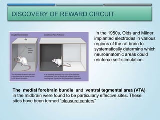 DISCOVERY OF REWARD CIRCUIT
In the 1950s, Olds and Milner
implanted electrodes in various
regions of the rat brain to
systematically determine which
neuroanatomic areas could
reinforce self-stimulation.

The medial forebrain bundle and ventral tegmental area (VTA)
in the midbrain were found to be particularly effective sites. These
sites have been termed “pleasure centers”

 