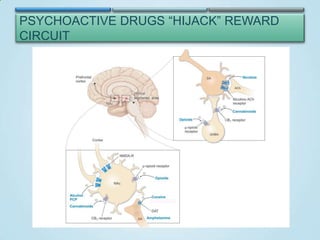 PSYCHOACTIVE DRUGS “HIJACK” REWARD
CIRCUIT

 