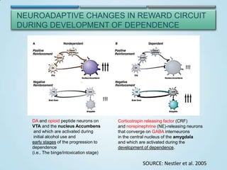 NEUROADAPTIVE CHANGES IN REWARD CIRCUIT
DURING DEVELOPMENT OF DEPENDENCE

DA and opioid peptide neurons on
VTA and the nucleus Accumbens
and which are activated during
initial alcohol use and
early stages of the progression to
dependence
(i.e.. The binge/intoxication stage)

Corticotropin releasing factor (CRF)
and norepinephrine (NE)-releasing neurons
that converge on GABA interneurons
in the central nucleus of the amygdala
and which are activated during the
development of dependence.

SOURCE: Nestler et al. 2005

 
