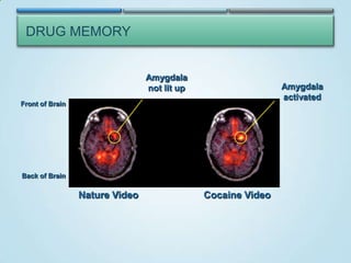 DRUG MEMORY

Amygdala
not lit up

Amygdala
activated

Front of Brain

Back of Brain

Nature Video

Cocaine Video

 