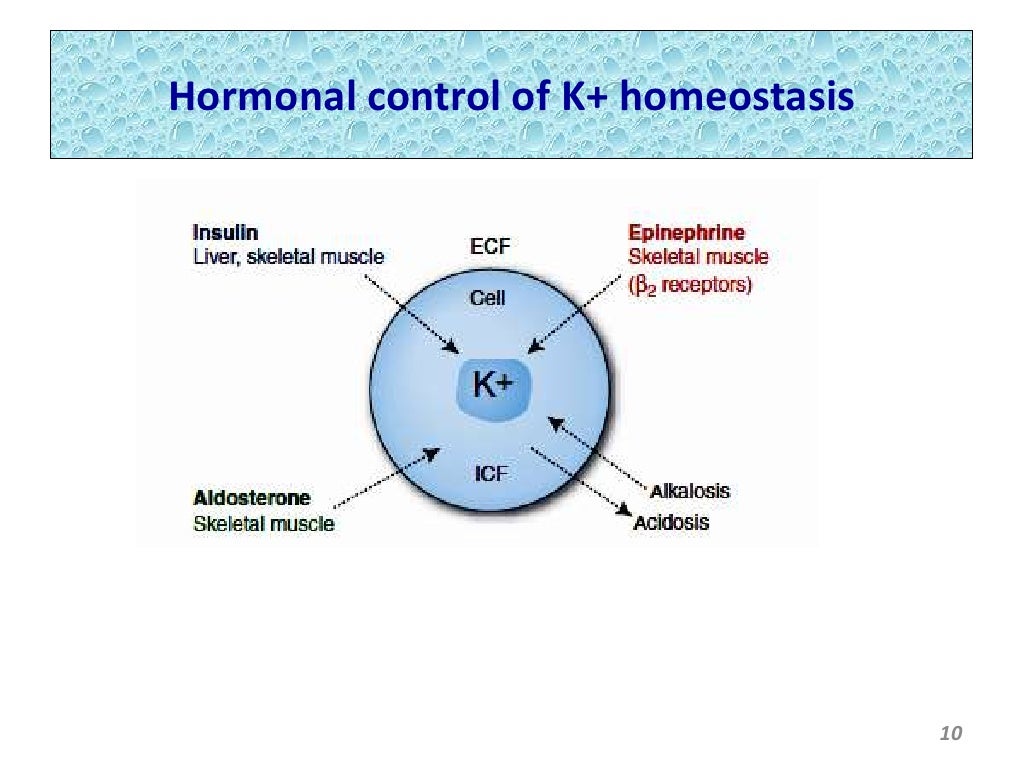 potassium homeostasis and its renal handling