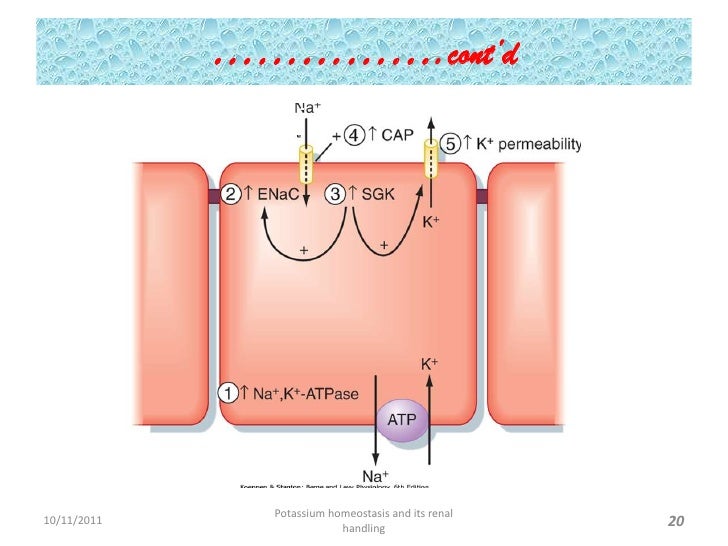 potassium homeostasis and its renal handling