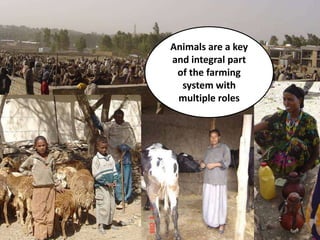 Sustainable intensification of crop-livestock systems to improve food security and farm income diversification in the Ethiopian highlands: Project Design Workshop—Project Outline and concepts