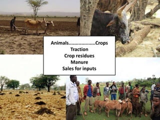 Sustainable intensification of crop-livestock systems to improve food security and farm income diversification in the Ethiopian highlands: Project Design Workshop—Project Outline and concepts