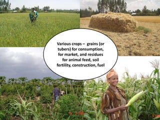 Sustainable intensification of crop-livestock systems to improve food security and farm income diversification in the Ethiopian highlands: Project Design Workshop—Project Outline and concepts