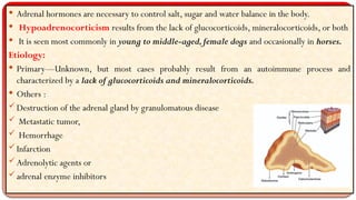 ADDISON disease of canine dr.kavita jaidiya | PPTX