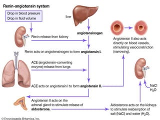 addisons and conn's.ppt