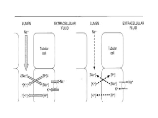 addisons and conn's.ppt