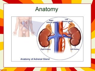 Anatomy
 