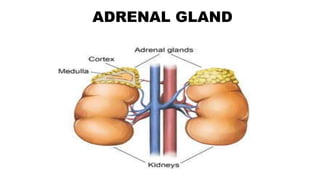 ADRENAL GLAND
 