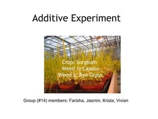 Additive Experiment Group (#14) members: Farisha, Jasmin, Krista, Vivian Crop: Sorghum  Weed 1: Canola Weed 2: Rye Grass 