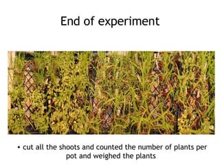 Additive Experiment | PPT