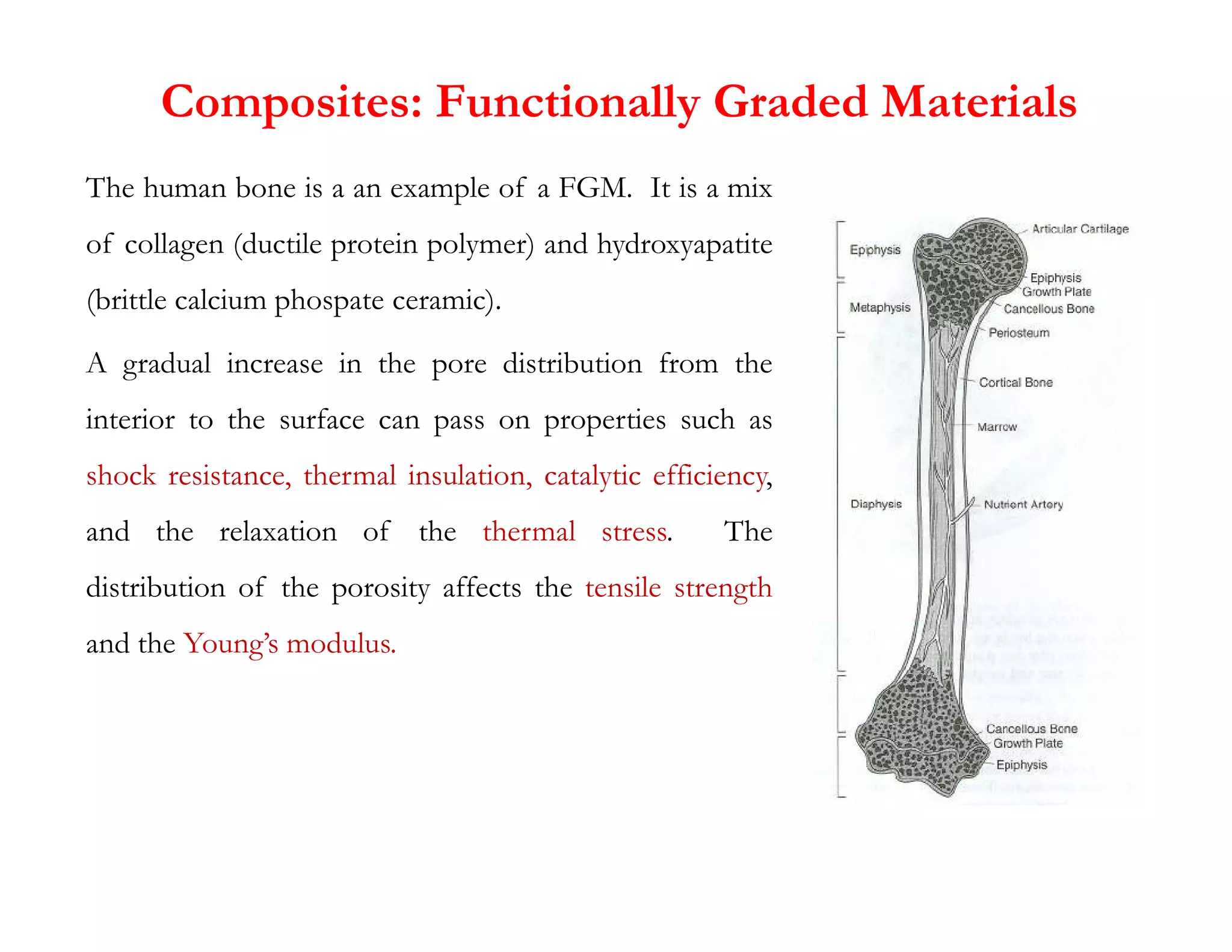 Composites: Functionally Graded Materials
The human bone is a an example of a FGM. It is a mix
of collagen (ductile protein polymer) and hydroxyapatite
(brittle calcium phospate ceramic).
A gradual increase in the pore distribution from the
interior to the surface can pass on properties such as
shock resistance, thermal insulation, catalytic efficiency,
shock resistance, thermal insulation, catalytic efficiency,
and the relaxation of the thermal stress. The
distribution of the porosity affects the tensile strength
and the Young’s modulus.
 