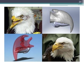 Beauty and the beak
23
 