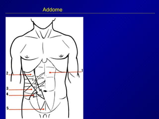 Addome