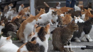 Sayoko Shimoyama, CC2.0 flickr.com
 