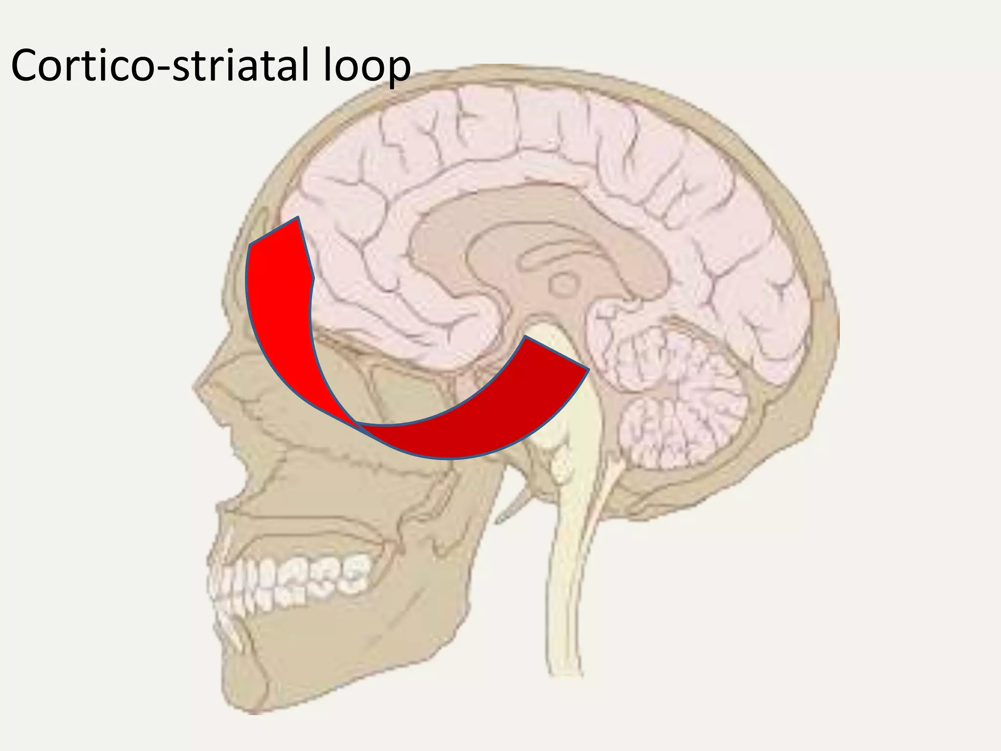 Cortico-striatal loop
 