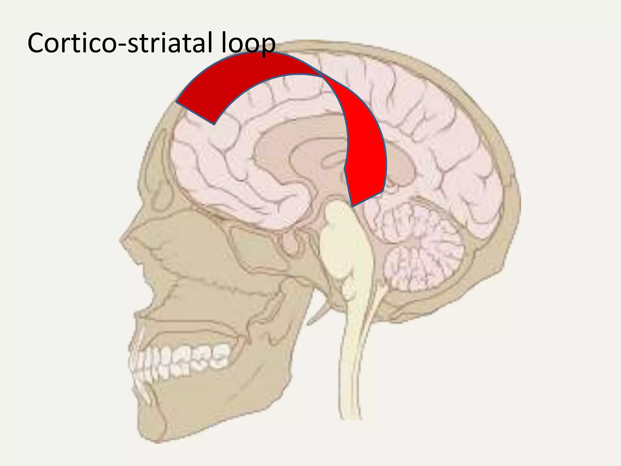 Cortico-striatal loop
 