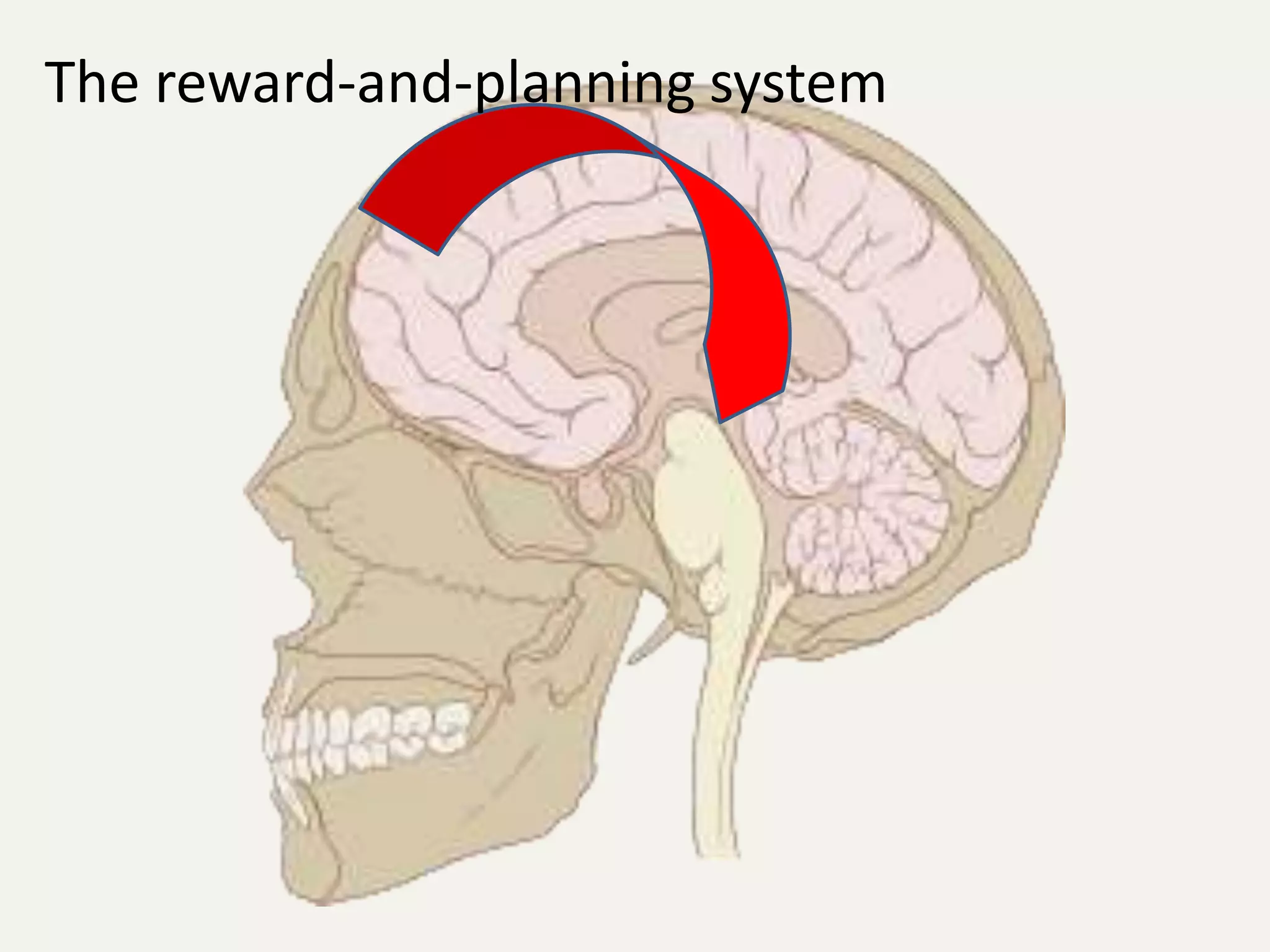 The reward-and-planning system
 