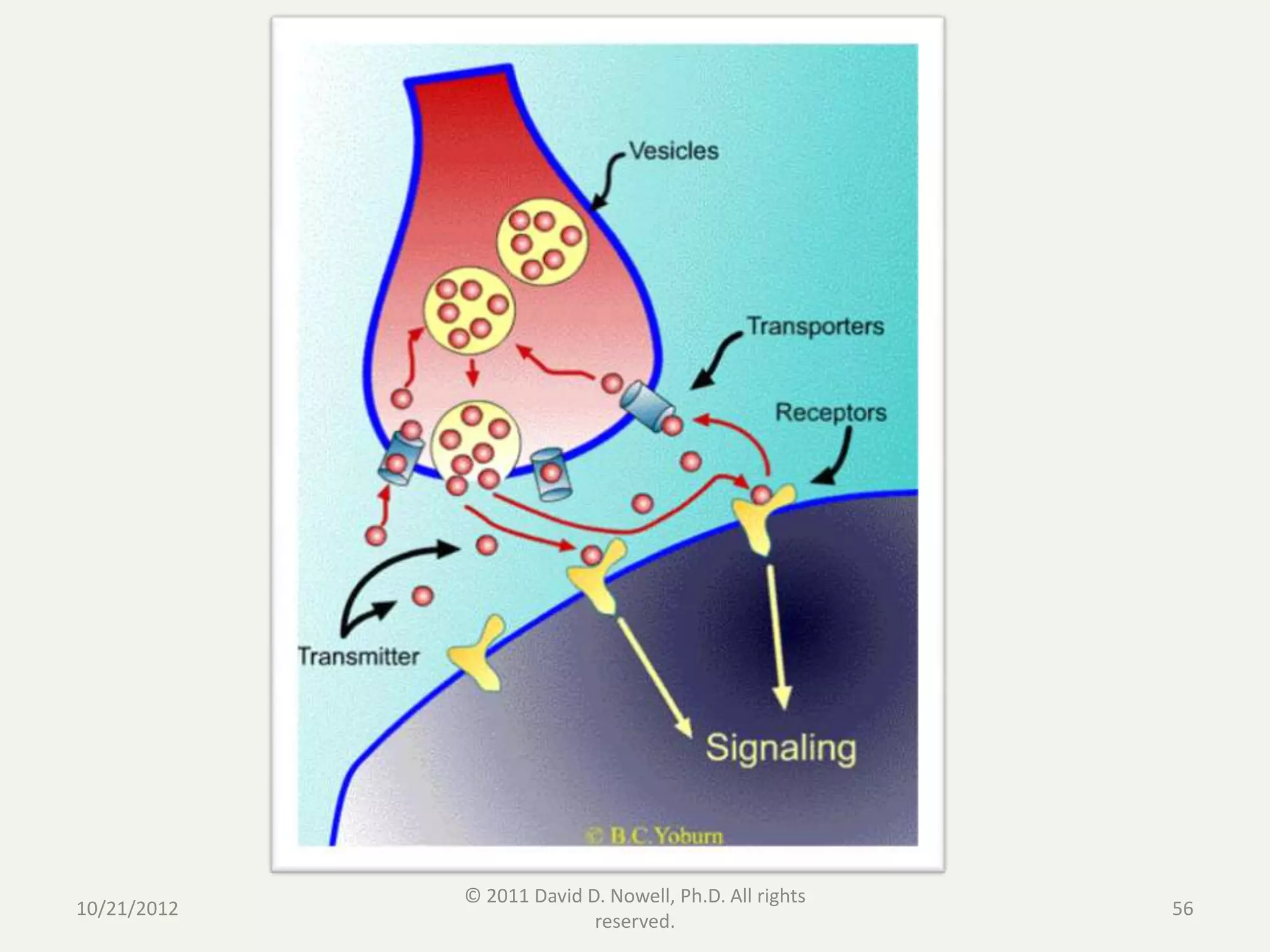 © 2011 David D. Nowell, Ph.D. All rights
10/21/2012                                              56
                           reserved.
 