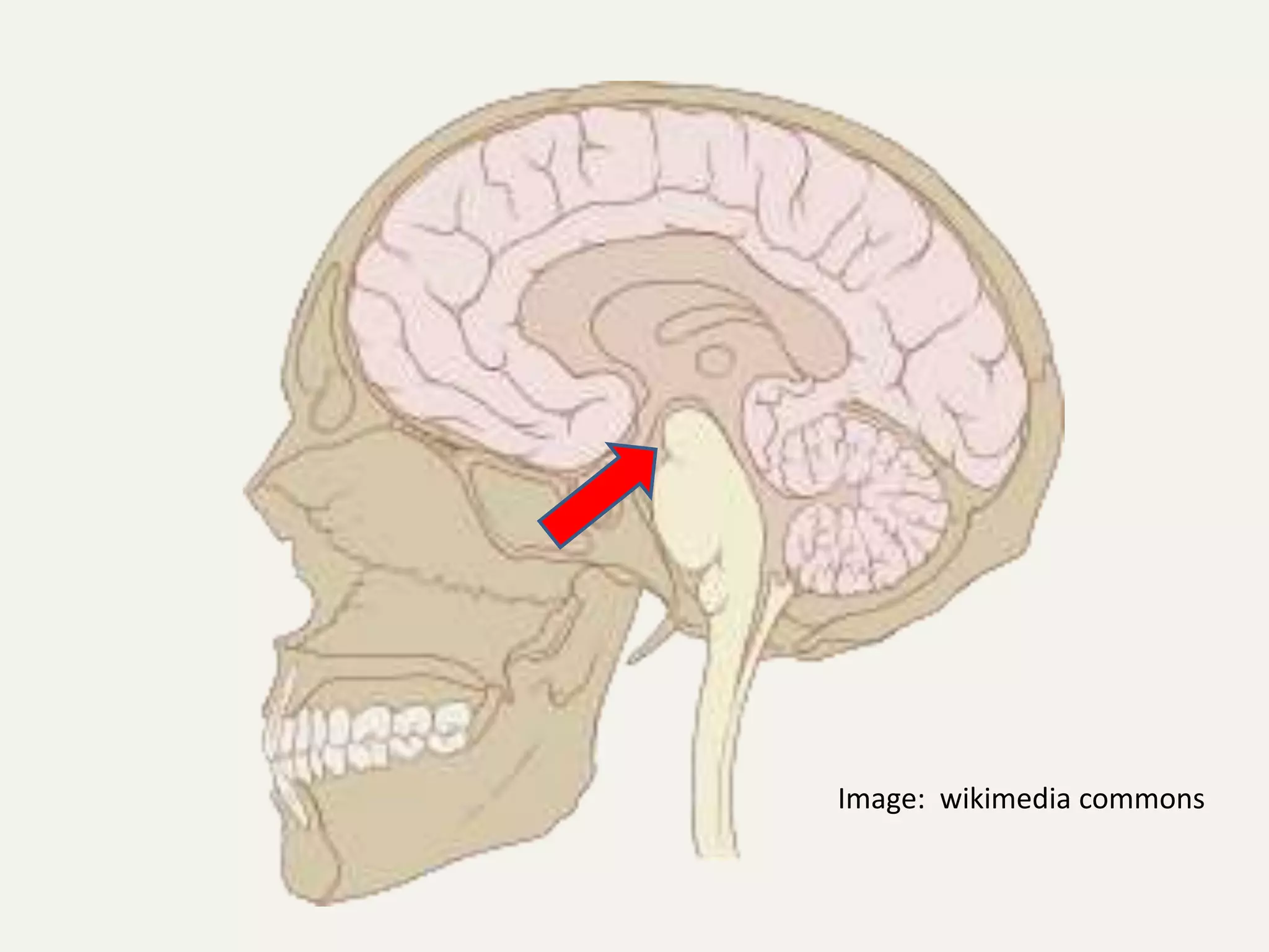 Image: wikimedia commons
 