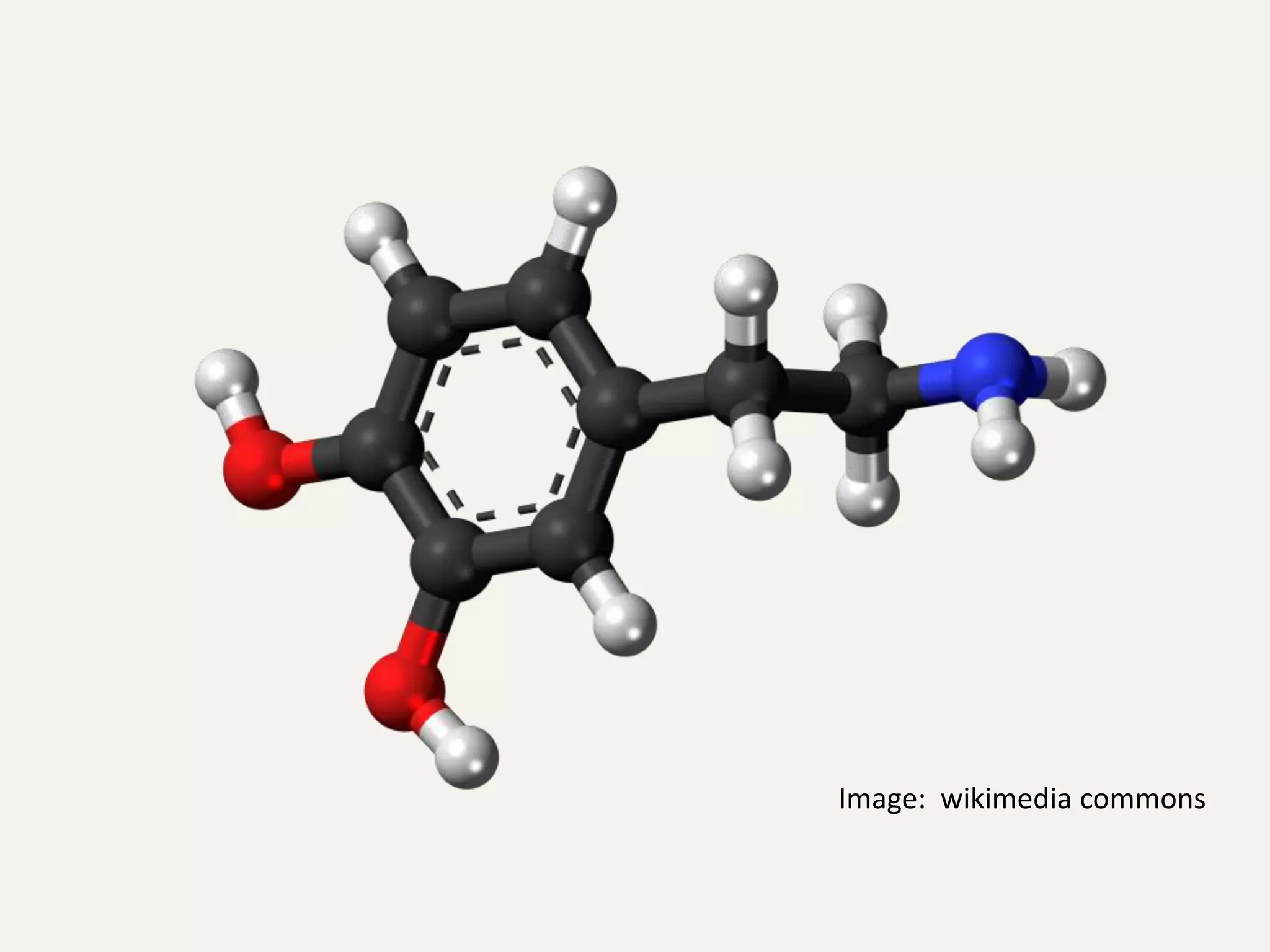 Image: wikimedia commons
 