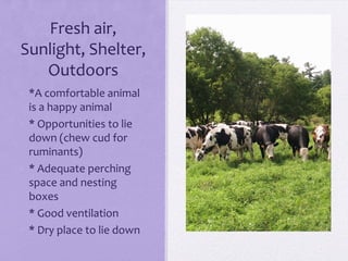Fresh air,
Sunlight, Shelter,
   Outdoors
• *A comfortable animal
  is a happy animal
• * Opportunities to lie
  down (chew cud for
  ruminants)
• * Adequate perching
  space and nesting
  boxes
• * Good ventilation
• * Dry place to lie down
 