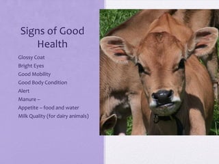 Signs of Good
      Health
• Glossy Coat
• Bright Eyes
• Good Mobility
• Good Body Condition
• Alert
• Manure –
• Appetite – food and water
• Milk Quality (for dairy animals)
 